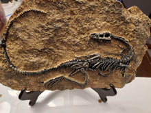 Load image into Gallery viewer, Dinosaur Fossil Decor
