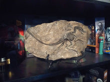 Load image into Gallery viewer, Dinosaur Fossil Decor