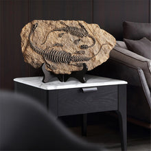 Load image into Gallery viewer, Dinosaur Fossil Decor