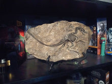 Load image into Gallery viewer, Dinosaur Fossil Decor
